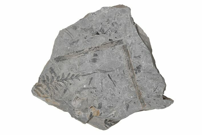 Pennsylvanian Fern (Alethopteris) Plate - Kentucky #214221